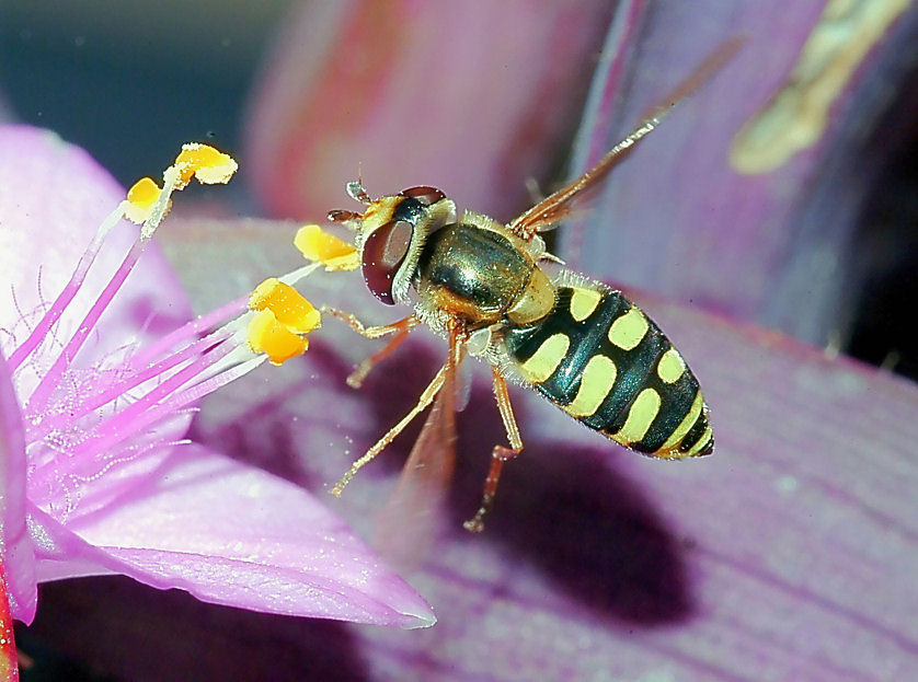 Episyrphus (Meliscaeva) auricollis: Dittero Syrphidae.